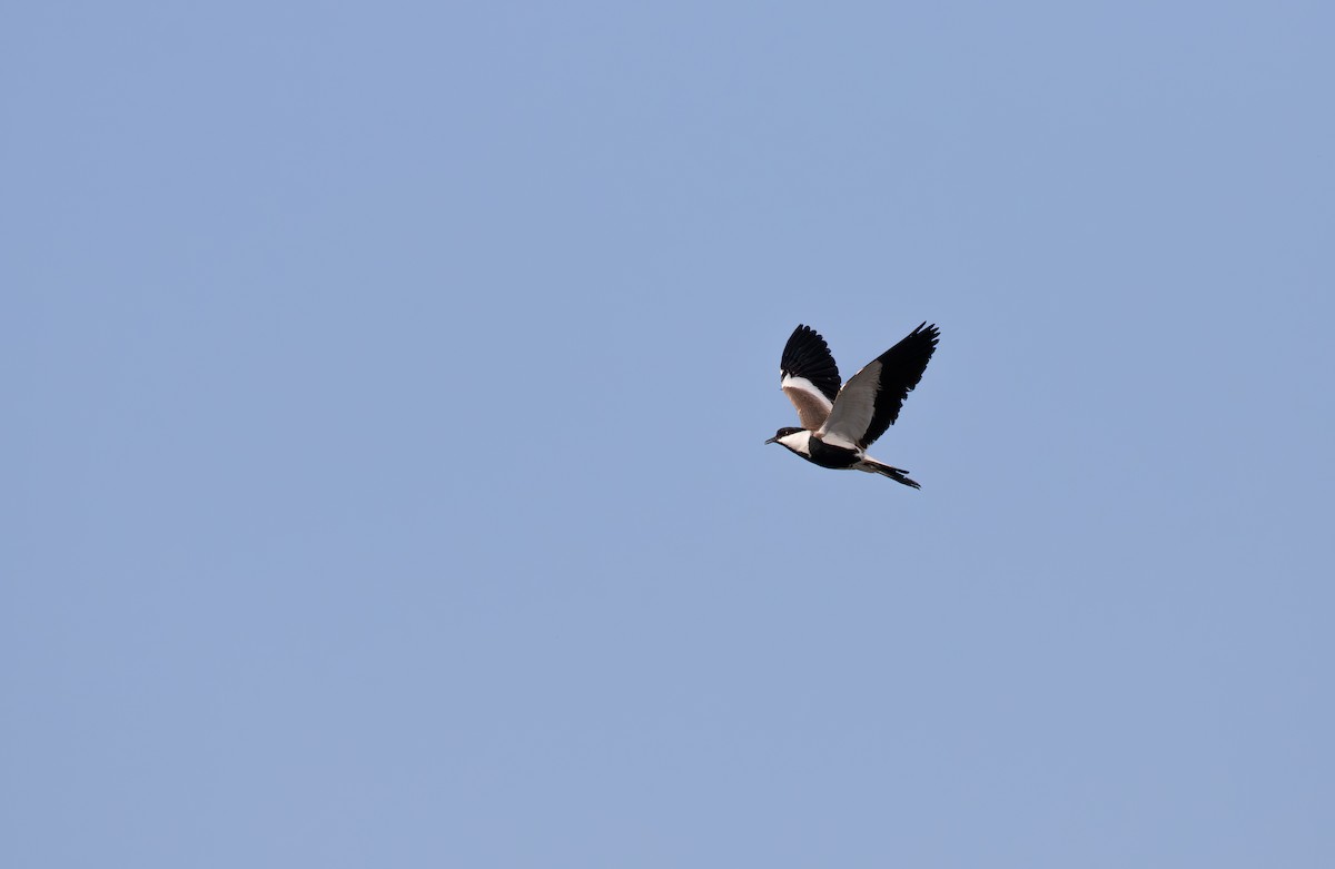 Spur-winged Lapwing - ML619854819