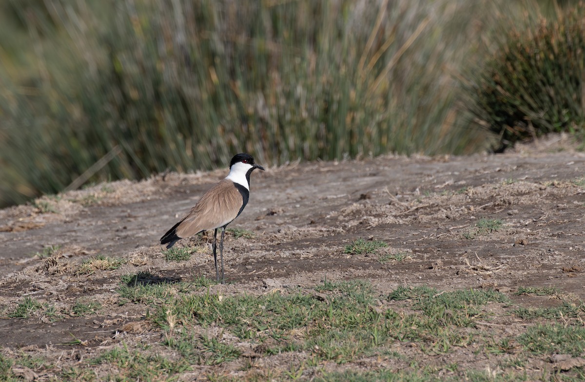 Spur-winged Lapwing - ML619854821