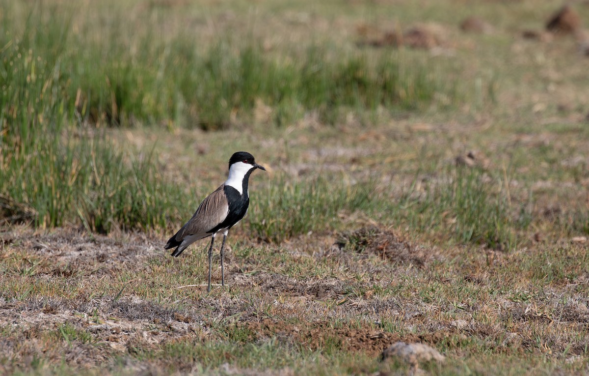 Spur-winged Lapwing - ML619854822