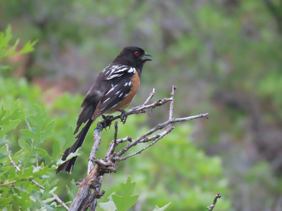 Spotted Towhee - ML619854836