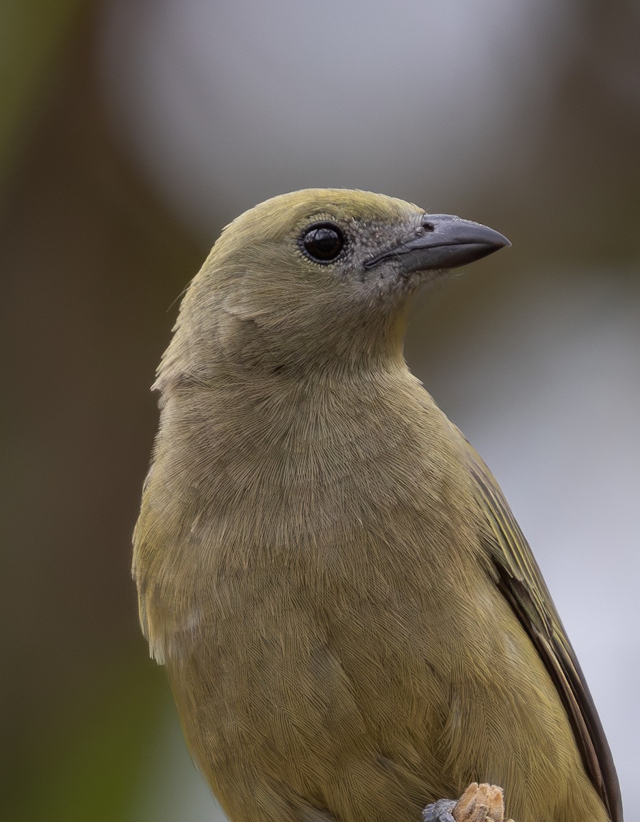 Palm Tanager - ML619854837
