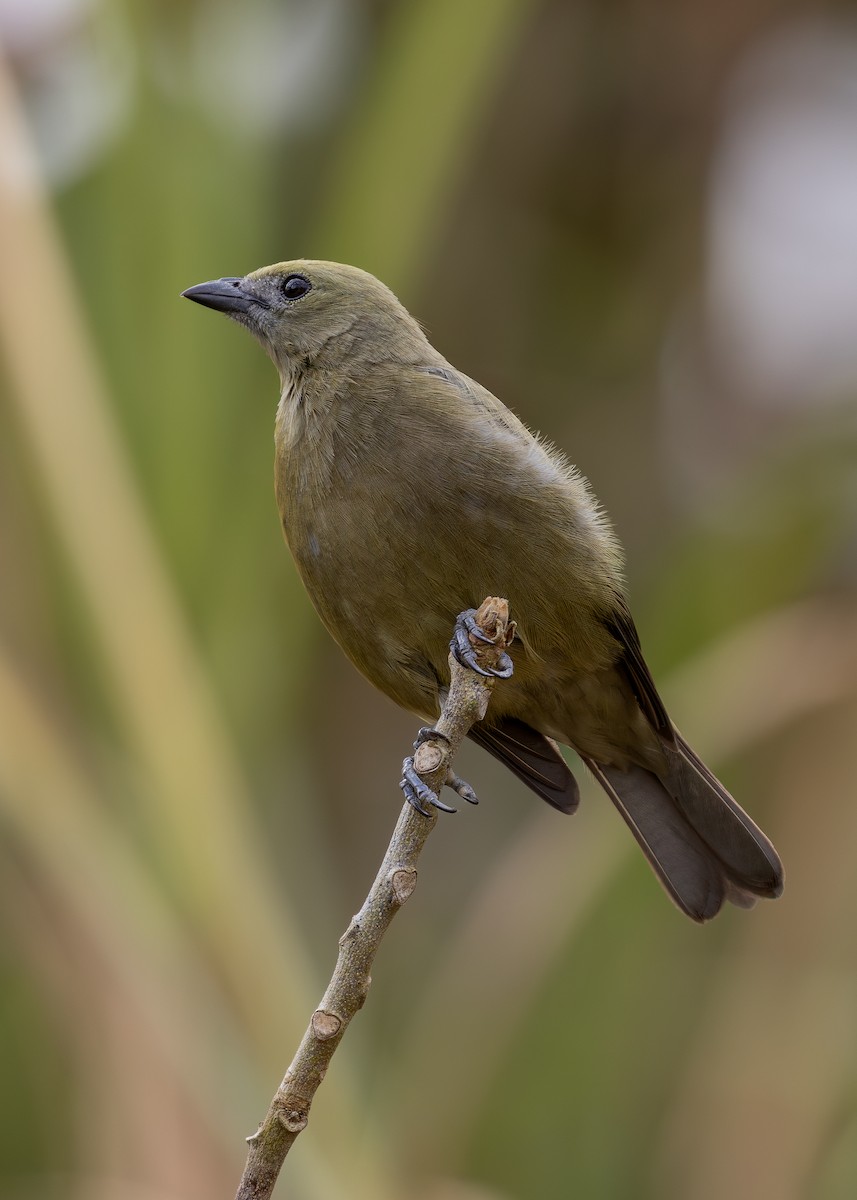 Palm Tanager - ML619854838