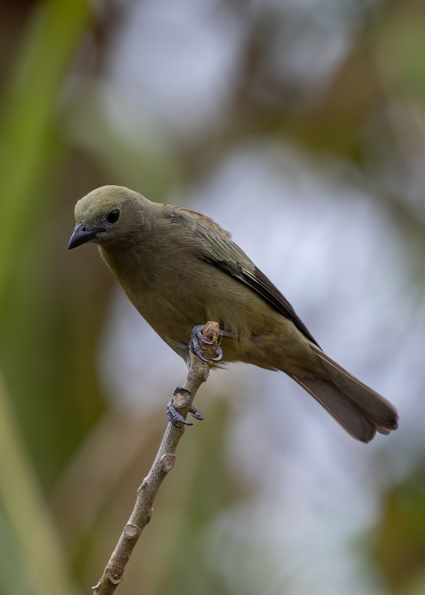 Palm Tanager - ML619854839