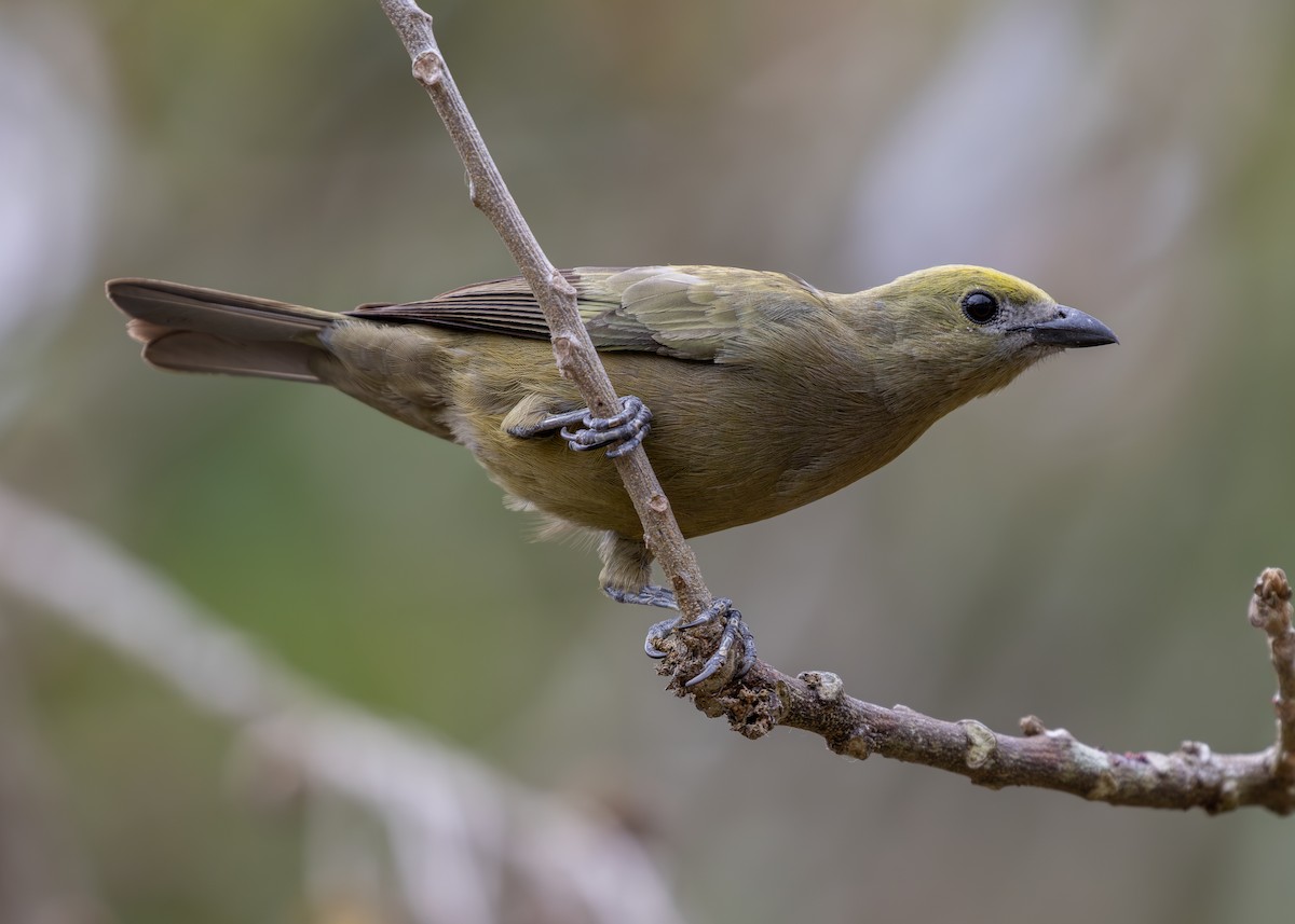 Palm Tanager - ML619854842