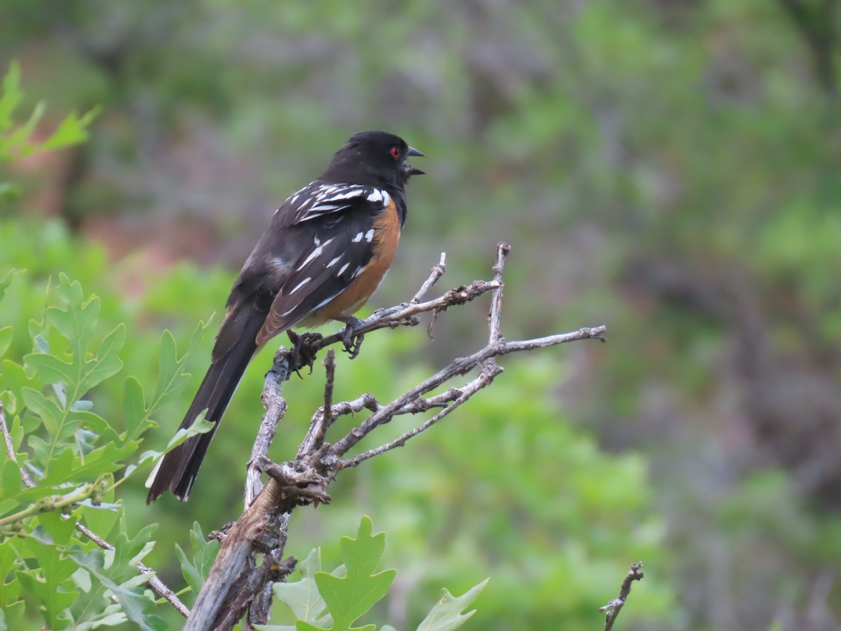 Spotted Towhee - ML619854848