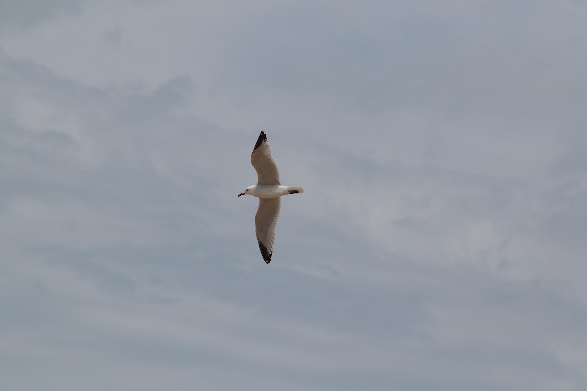 Gaviota de Audouin - ML619854849