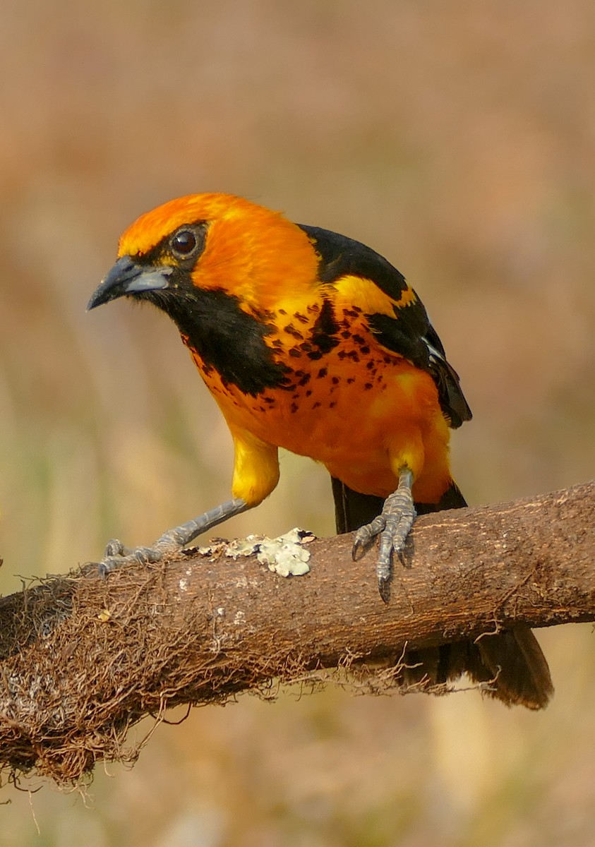 Spot-breasted Oriole - ML619854856