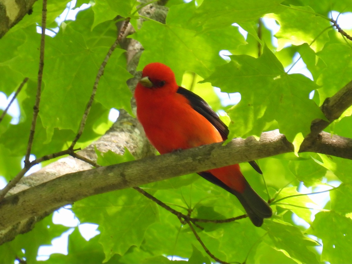 Scarlet Tanager - ML619854862