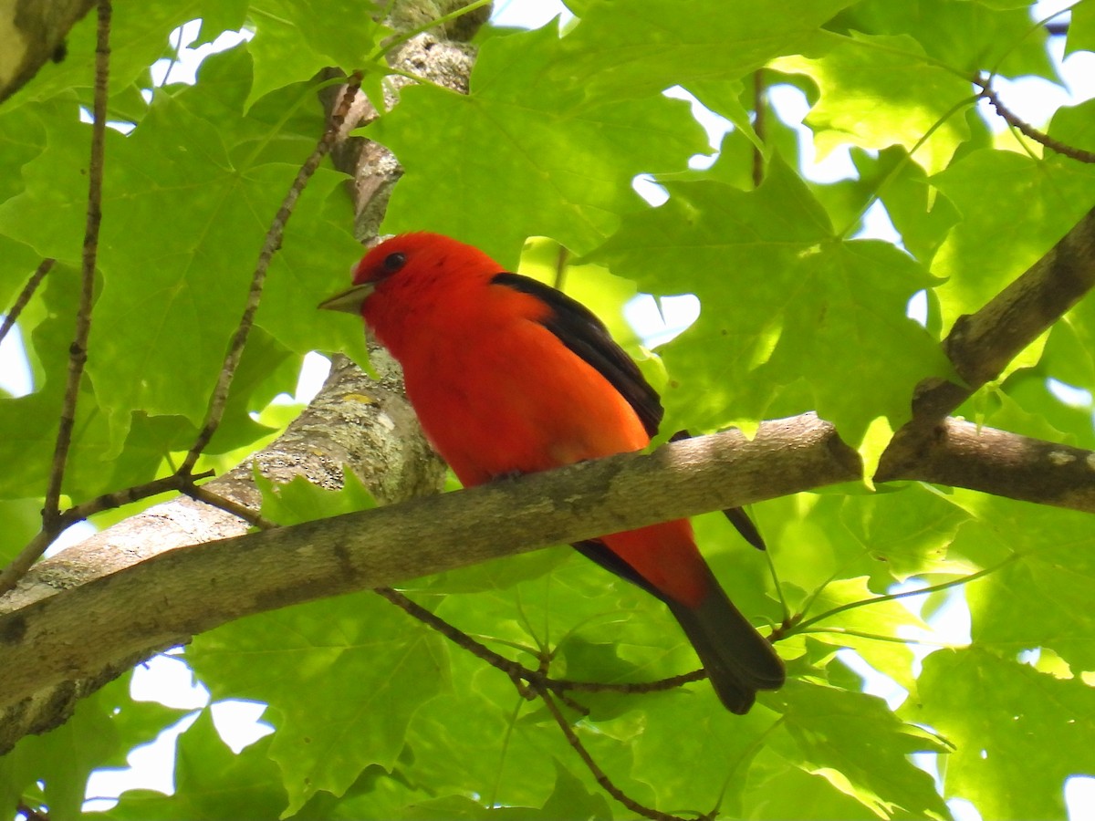 Scarlet Tanager - ML619854873