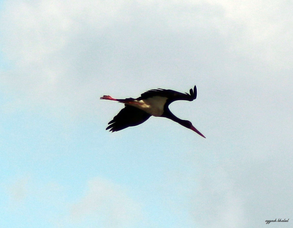 Black Stork - ML619854876