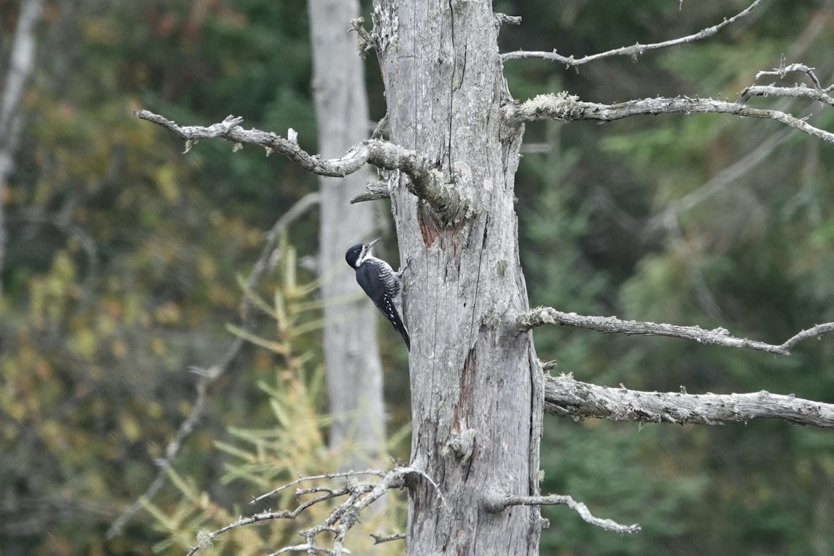 Black-backed Woodpecker - ML619854895