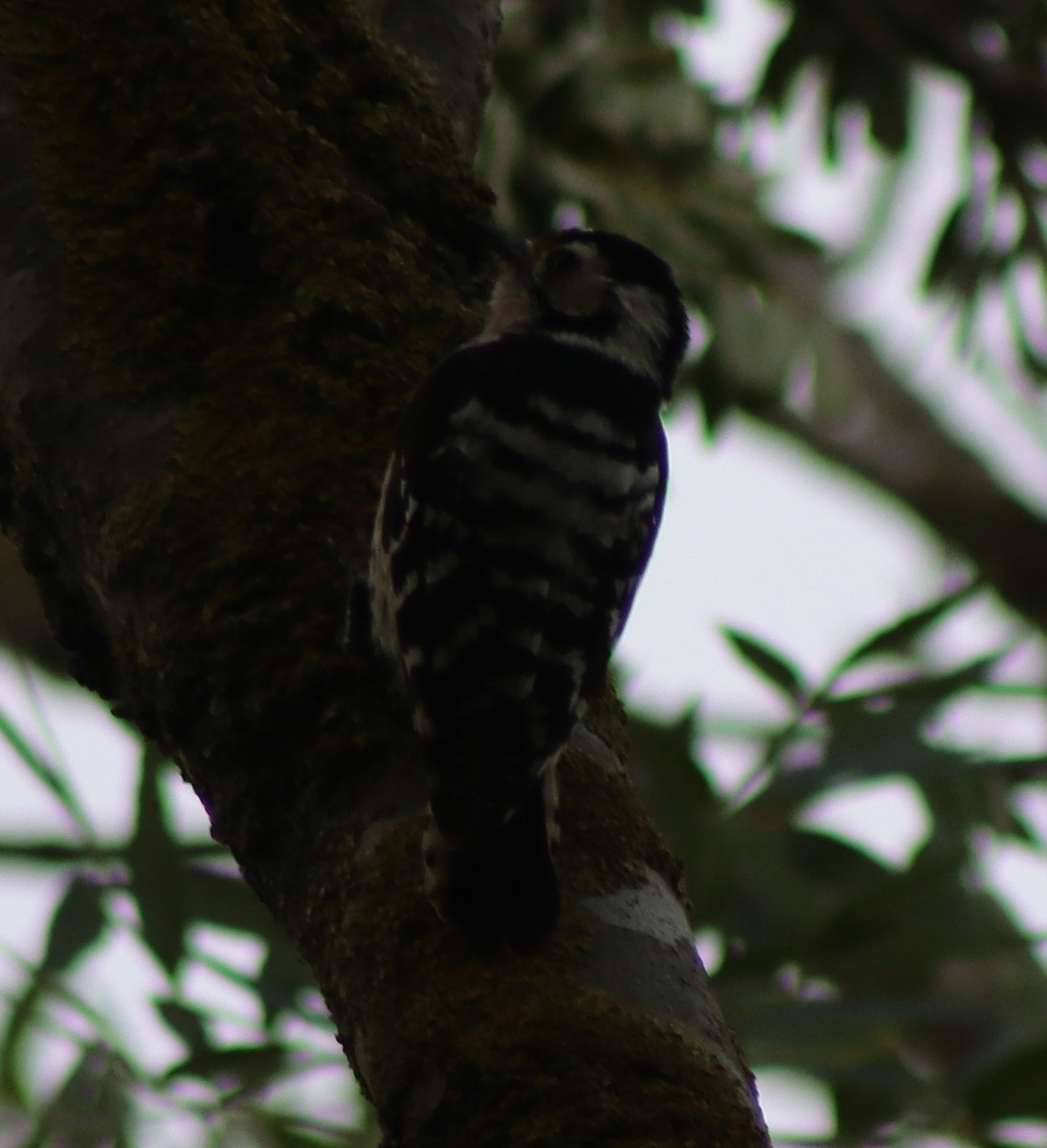 Lesser Spotted Woodpecker - ML619854906