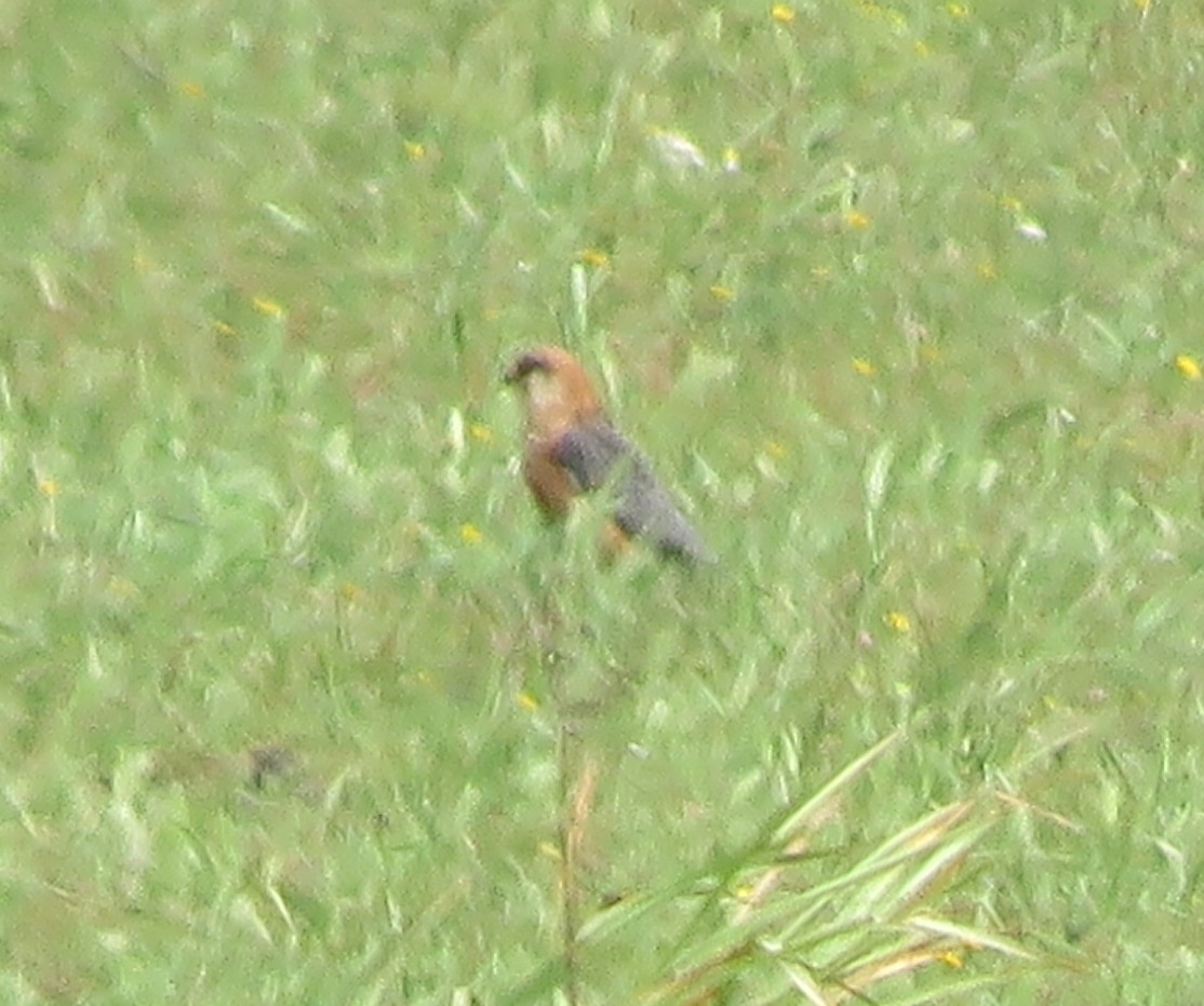 Red-footed Falcon - ML619854918