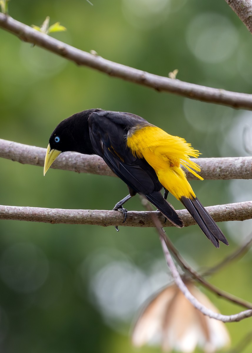Yellow-rumped Cacique - ML619854928