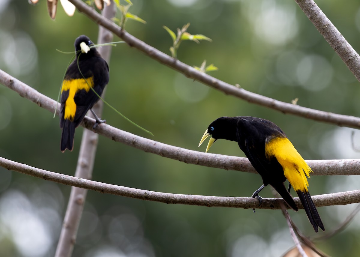 Yellow-rumped Cacique - ML619854929