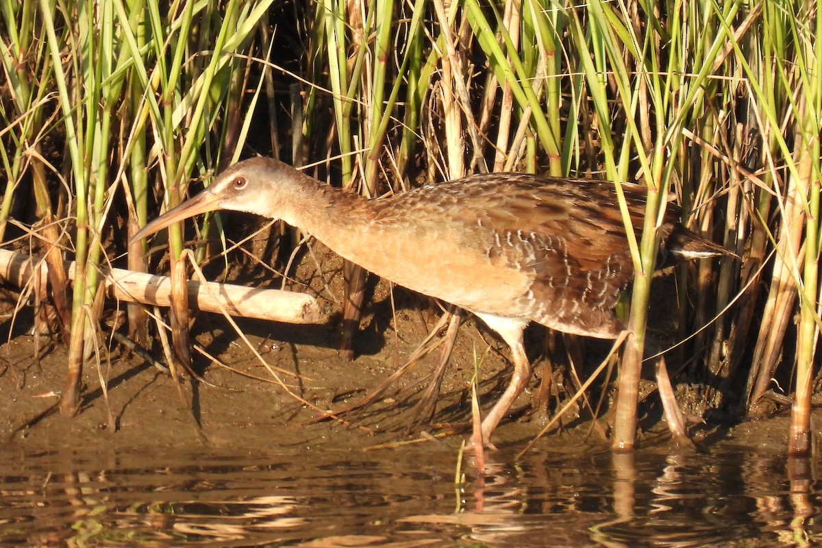 Clapper Rail - ML619854954