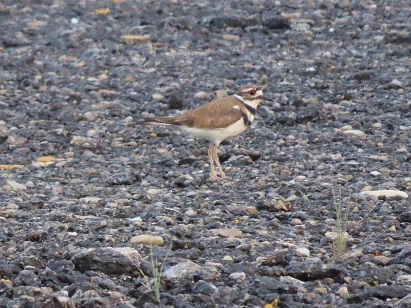 Killdeer - ML619854956