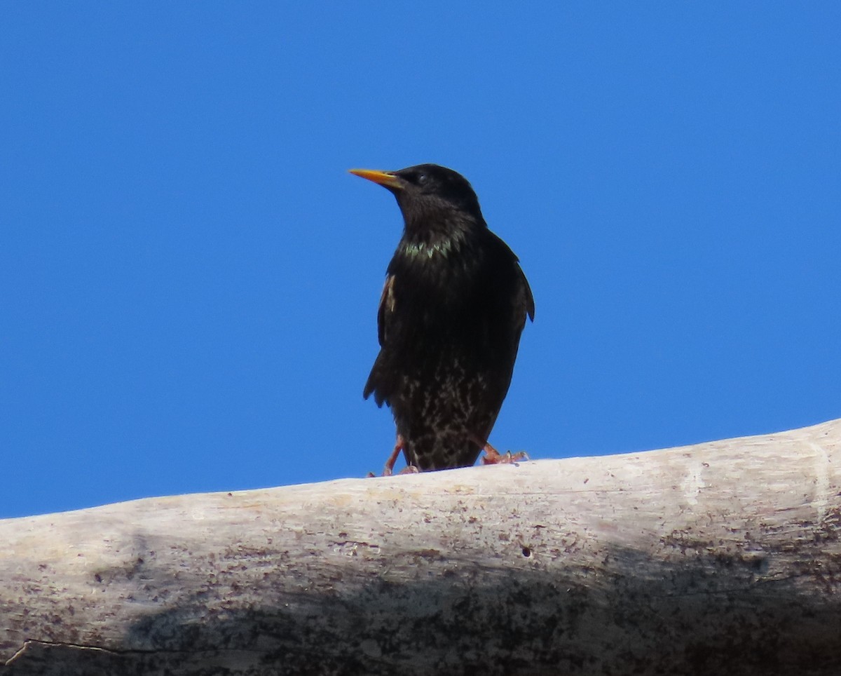 European Starling - ML619855037