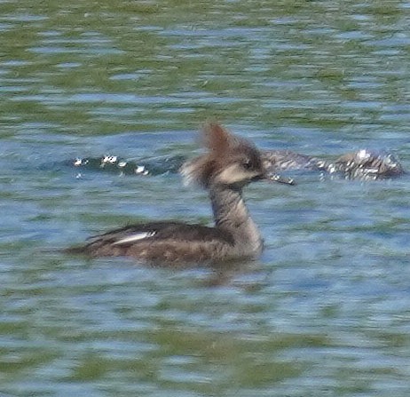 Hooded Merganser - ML619855041