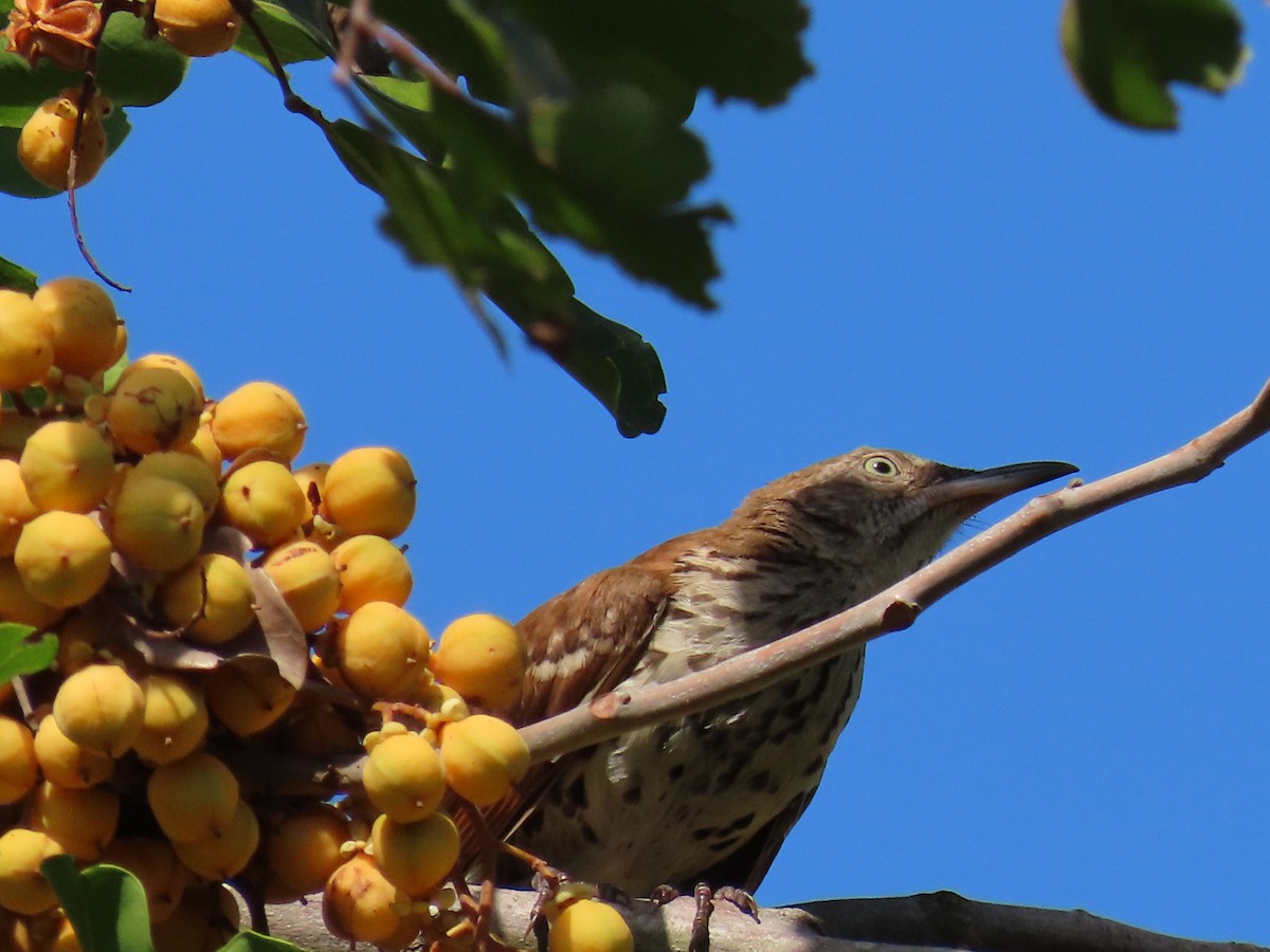 Brown Thrasher - Laurie Witkin