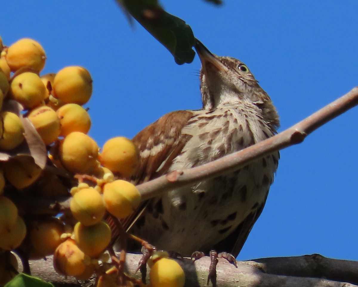 Brown Thrasher - ML619855048