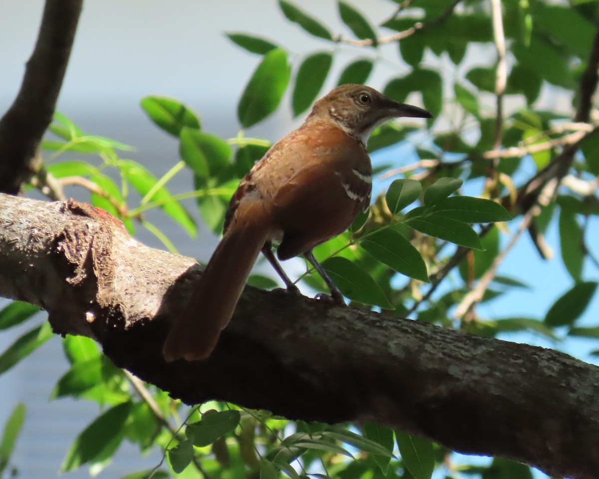 Brown Thrasher - ML619855050