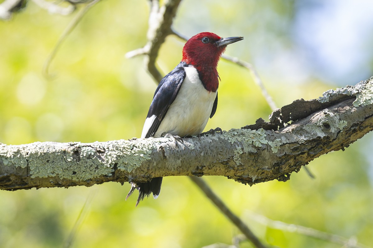 Red-headed Woodpecker - ML619855069