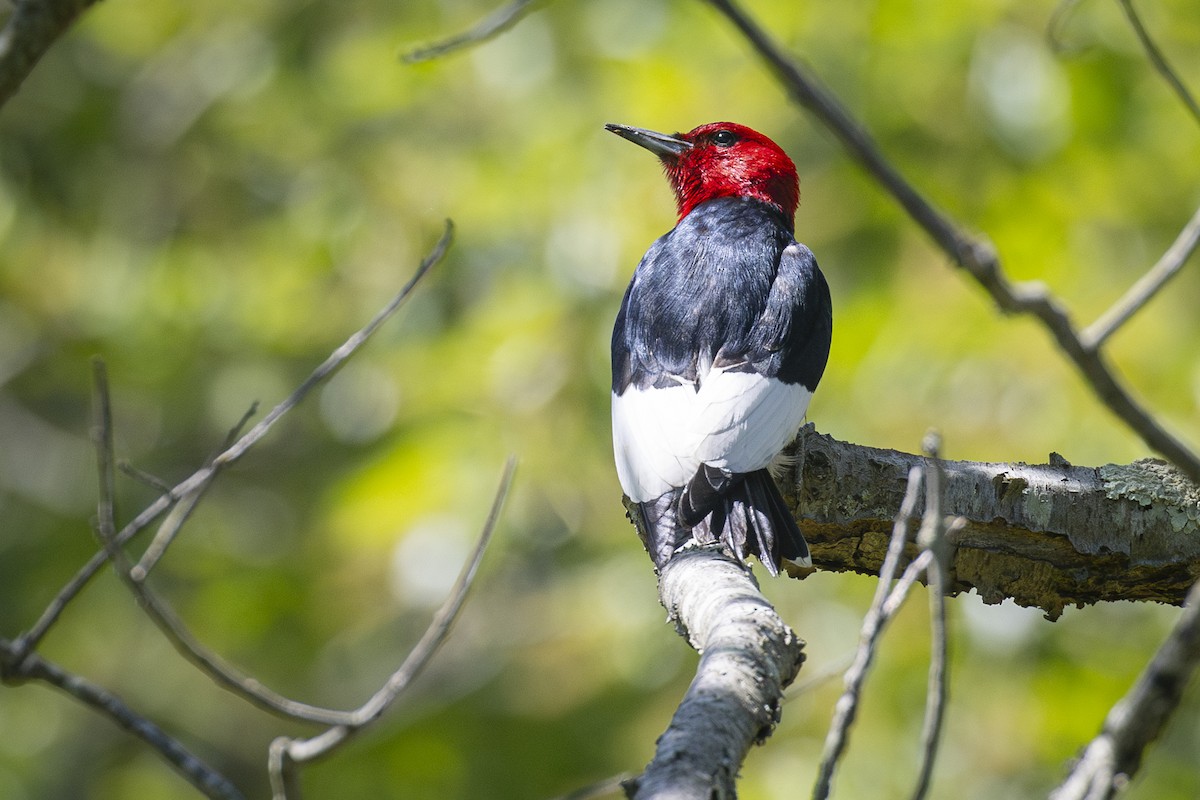 Red-headed Woodpecker - ML619855076