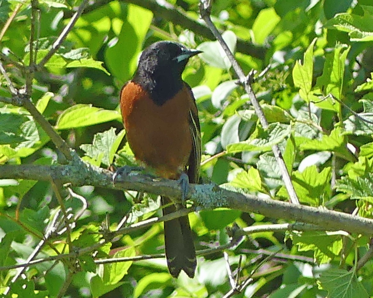 Orchard Oriole - ML619855077