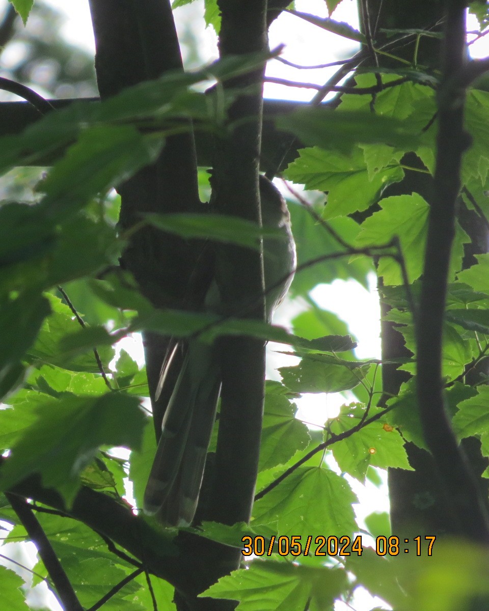 Black-billed Cuckoo - ML619855110