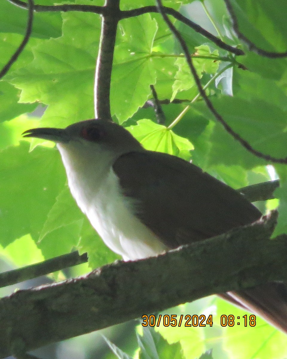 Black-billed Cuckoo - ML619855115