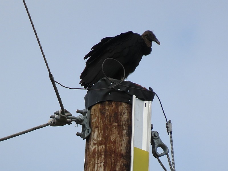 Black Vulture - ML619855119