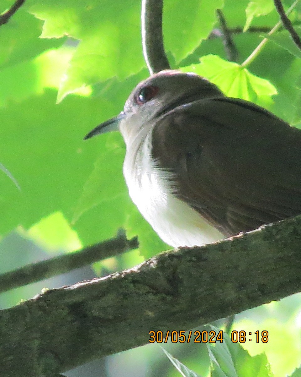 Black-billed Cuckoo - ML619855120