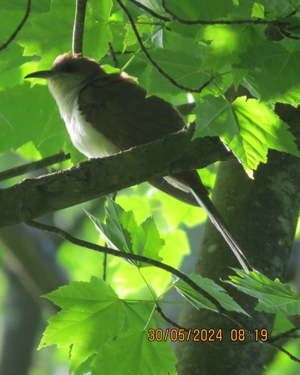 Black-billed Cuckoo - ML619855123