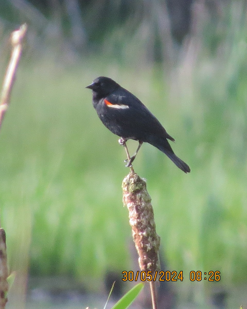 Red-winged Blackbird - ML619855130