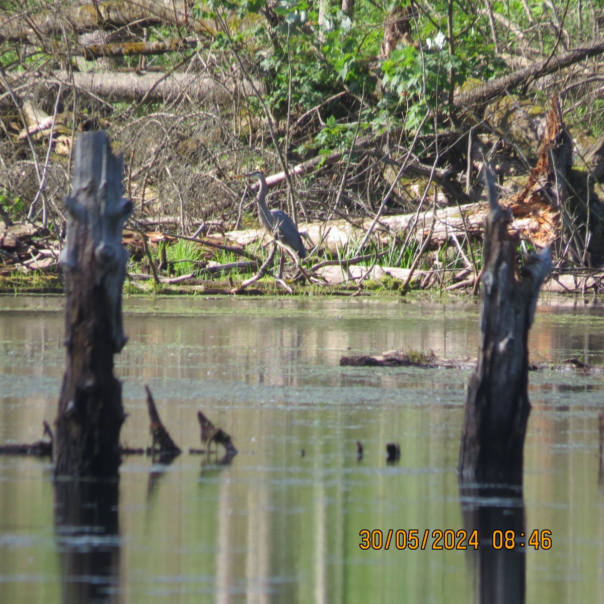 Great Blue Heron - ML619855136