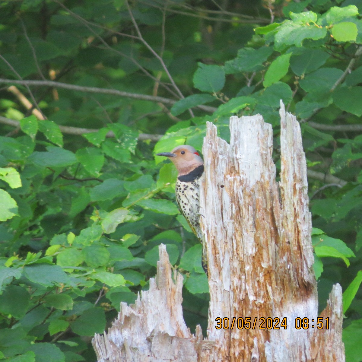 Carpintero Escapulario (auratus/luteus) - ML619855152