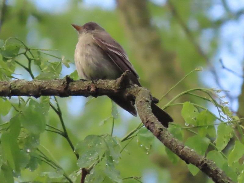 Eastern Wood-Pewee - ML619855154