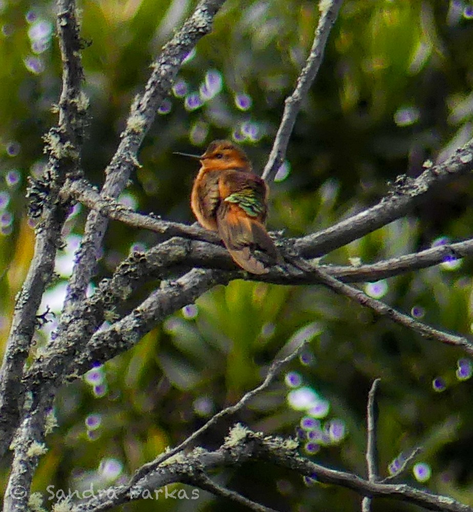 Colibrí Cobrizo - ML619855159