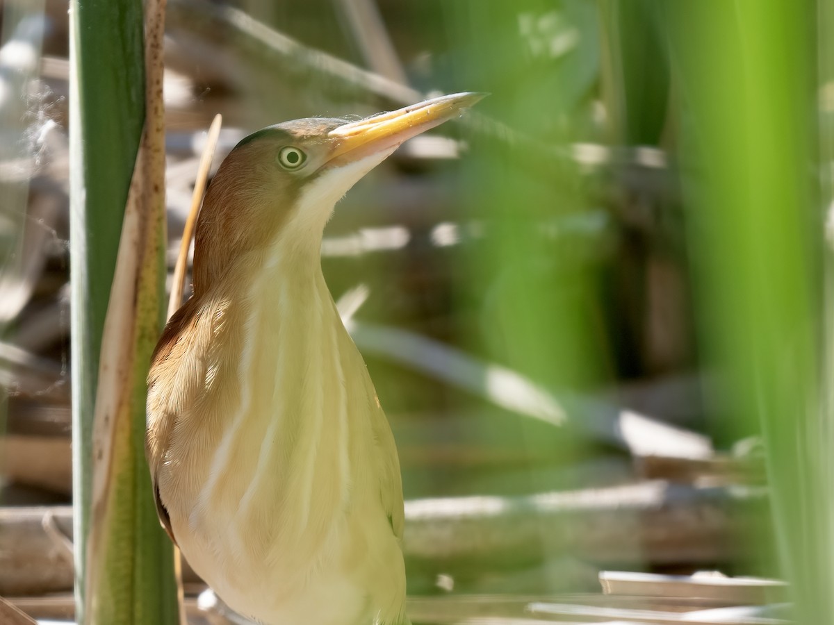 Least Bittern - ML619855169