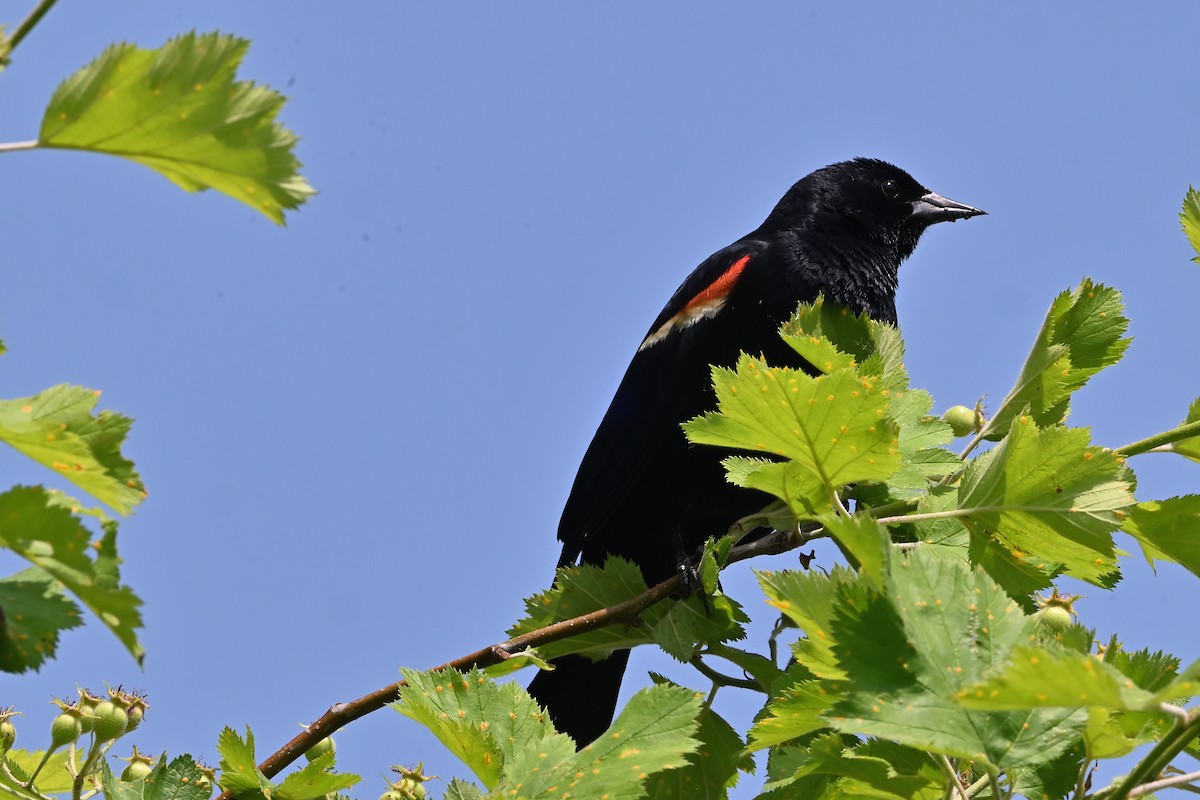 Red-winged Blackbird - ML619855173