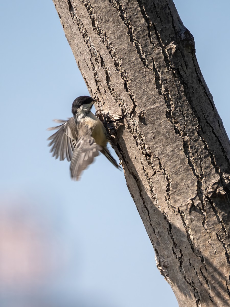 Black-capped Chickadee - ML619855177