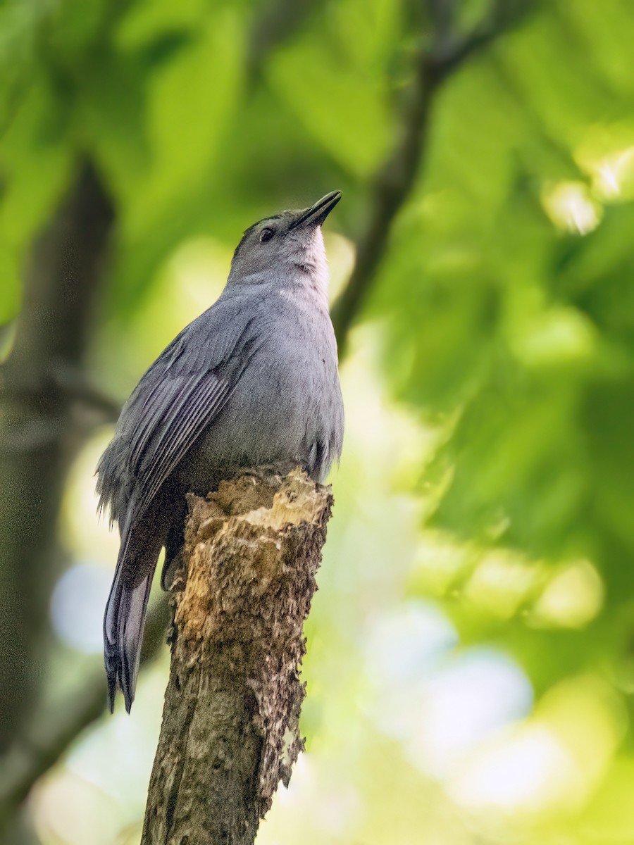 Gray Catbird - ML619855186