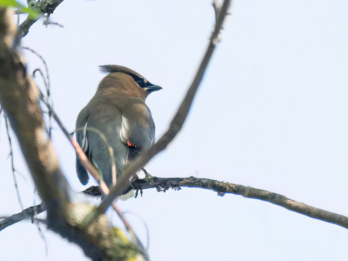 Cedar Waxwing - ML619855199