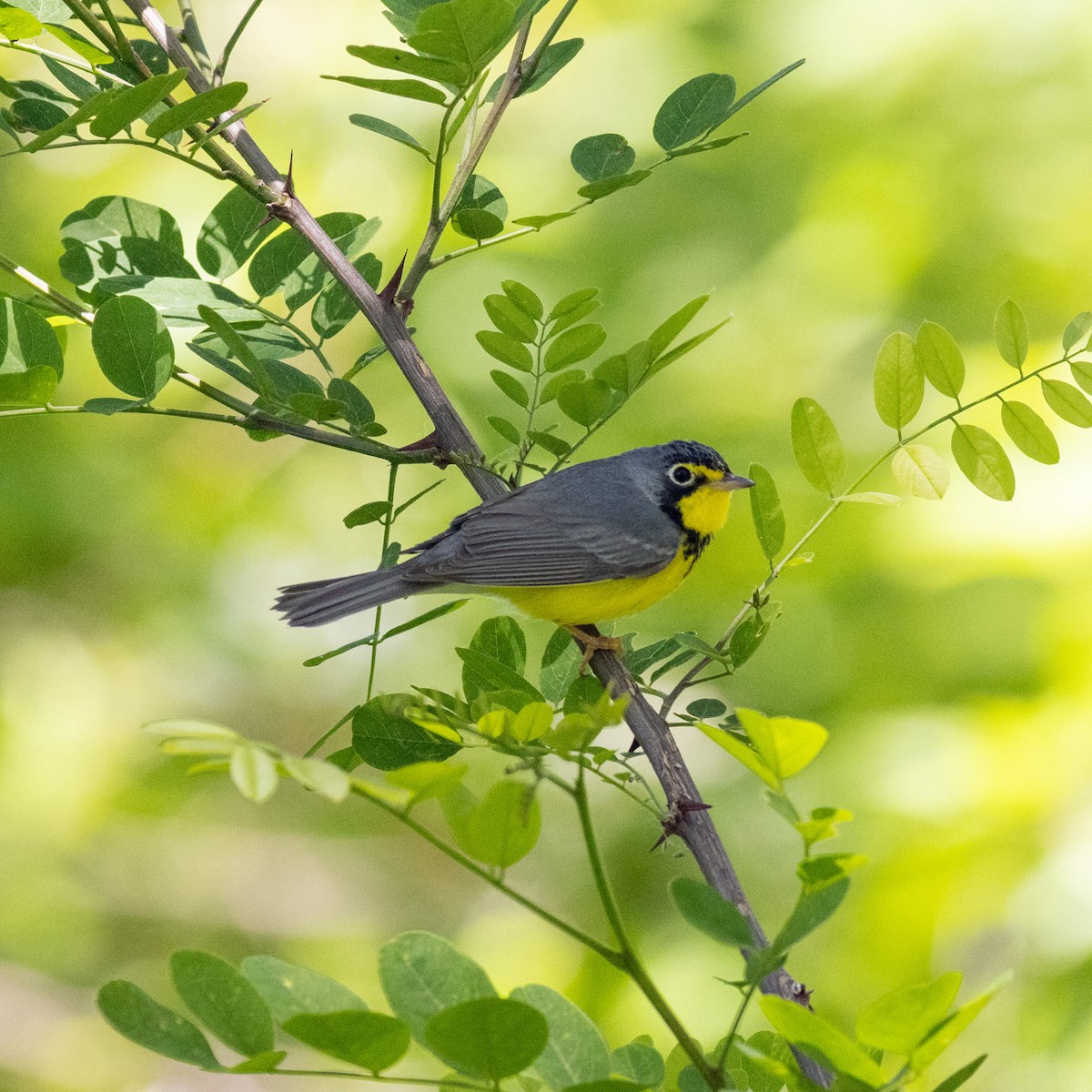 Canada Warbler - ML619855205