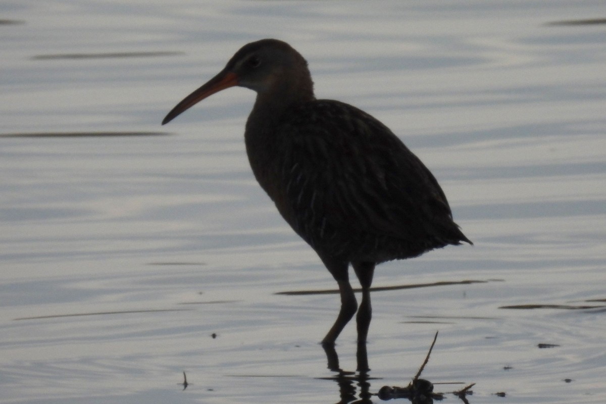 Clapper Rail - ML619855208