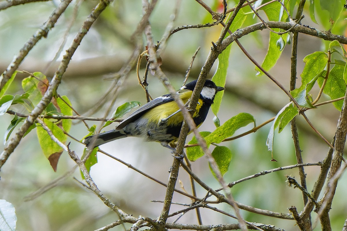 Green-backed Tit - ML619855234
