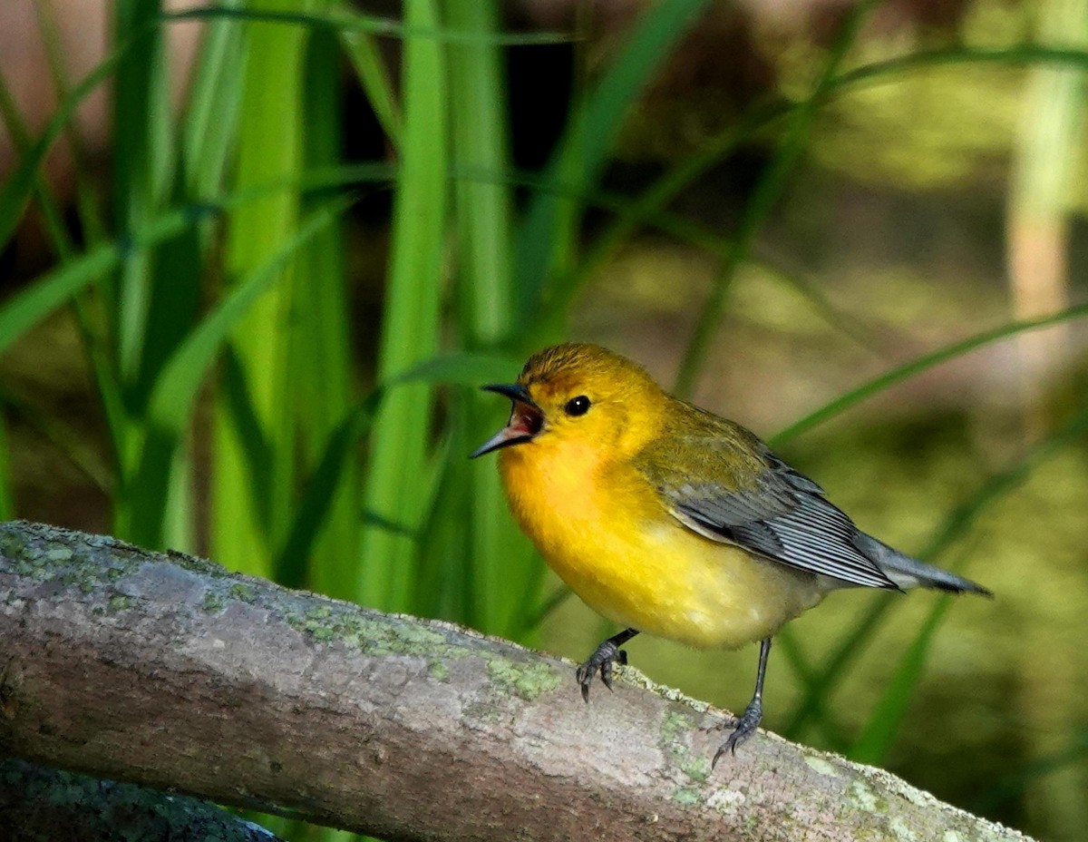 Prothonotary Warbler - ML619855247