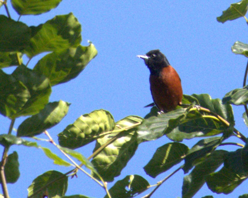 Orchard Oriole - ML619855248