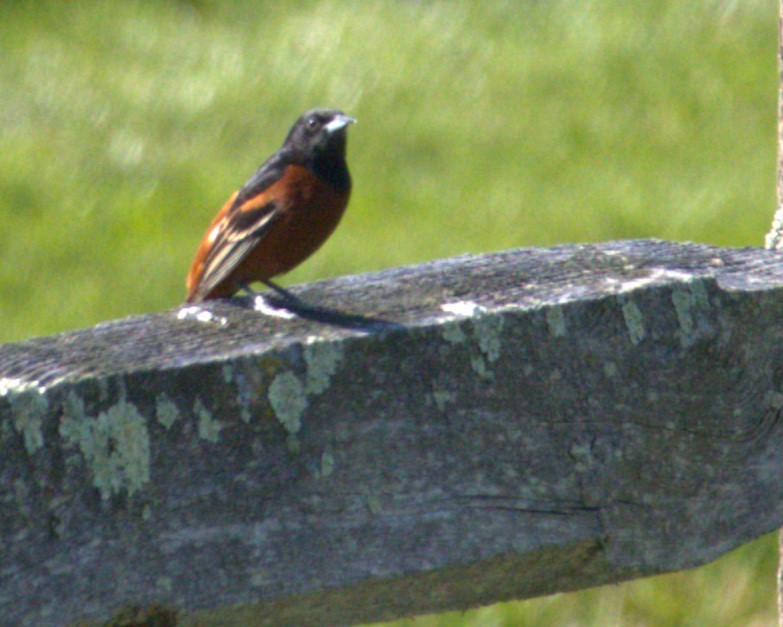Orchard Oriole - Andy Jenkins